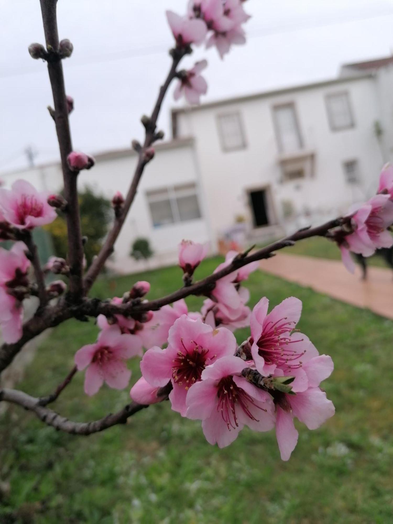 Torre De Santiago - Guest House Vila Praia de Âncora Kültér fotó